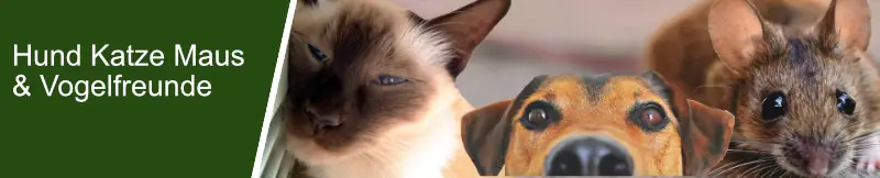 Banner Hund, Katze, Maus Banner Hund, Katze, Maus
