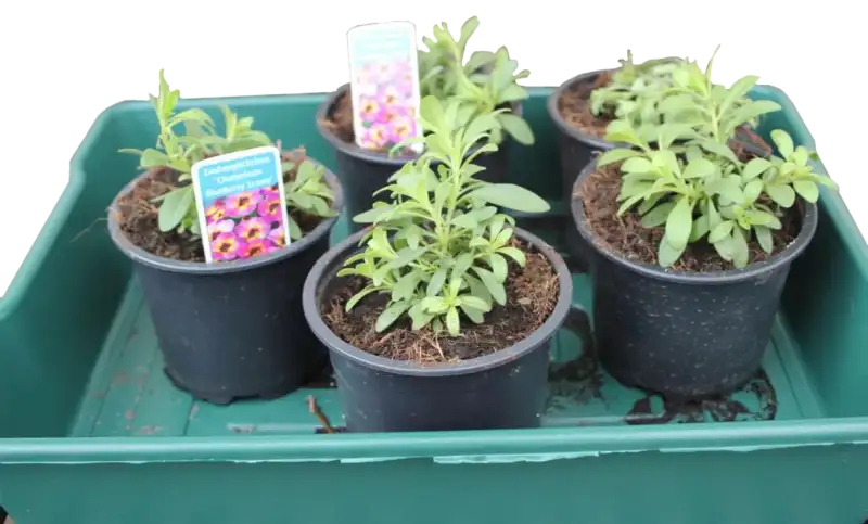 Saatschale, Gärtnerbox, Transportschale 70 mm Saatschale, Gärtnerbox, Transportschale 70 mm